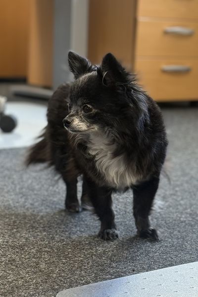 Stella - die Endgegnerin! Wenn nichts mehr geht schafft sie die Fakten!